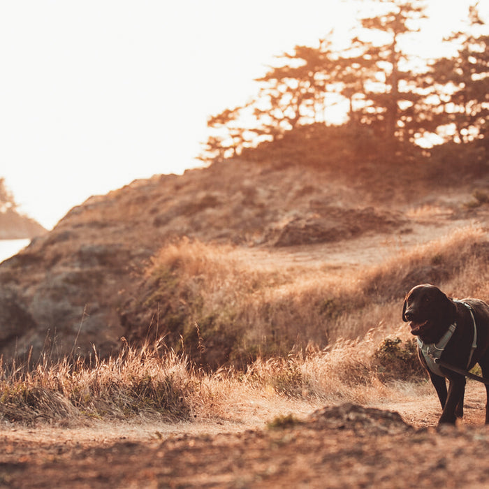 CAMPING AND BACKPACKING WITH YOUR DOG